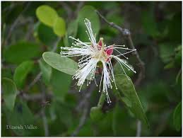 Image result for Sonneratiaceae