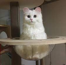 Those Are Some Round Ears Baby Cats Pretty Cats Cute Animals