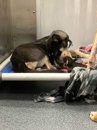 Dallas Animal Services and Adoption Center