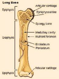 Start studying unlabeled long bone. 15 Bone Anatomy Ideas Anatomy Anatomy And Physiology Physiology