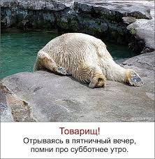 Polar Bear Meme Climate Change Bucky loves gadgets and gizmos, bjorn likes nature, and littlefox is a natural housekeeper. polar bear meme climate change