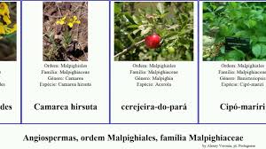 Image result for Triaspis hypericoides