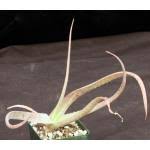 Image result for Aloe veseyi