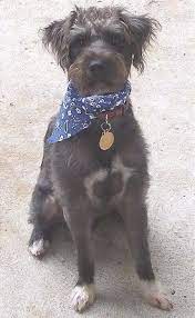 Jack A Poo Dog Breed Information And Pictures