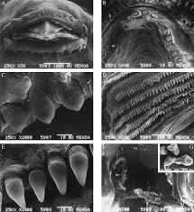 Torn apart extended mix — neno. Morphology And Feeding In Tadpoles Of Ceratophrys Cranwelli Anura Leptodactylidae Vera Candioti 2005 Acta Zoologica Wiley Online Library