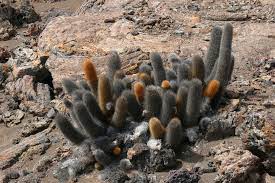 Here is a more 'natural' lava bed look. Lava Cactus