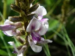 Image result for Pseudovigna