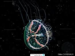 Image result for Olinia vanguerioides