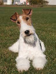 Our new wire fox terrier puppies are cute, healthy, smart and playful. Wire Fox Terrier Wikipedia