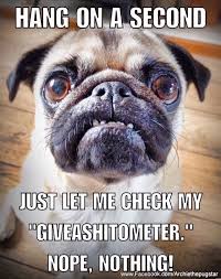 Timeline Photos Archie The Pug Star Pugs Funny Baby Pugs Cute Pugs