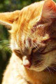 Felineliving Net Orange Tabby Cats Cats Pretty Cats