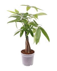 Maybe you would like to learn more about one of these? Buy Money Tree Pachira Online At Low Prices In India Amazon In