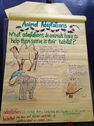 I Would Use This Animal Adaptions Activity For Students To See How Animals Adapt To The Science Anchor Charts Fourth Grade Science 4th Grade Science Projects