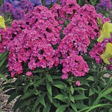 The tall garden phlox typically grows to be around 3 feet tall. Phlox Glamour Girl Wayside Gardens