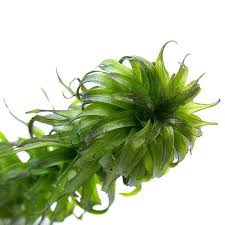 Image result for Lagarosiphon muscoides