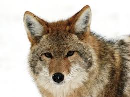 South Dakota S State Mammal The Coyote Wildlife Animals Wildlife Photography