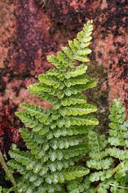 Image result for Mohria vestita