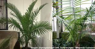 A good quality it has is that when given the right amount of water, light, fertilizer, and humidity, it is very easy to grow. Majesty Ravenea Palm Care How To Grow Ravenea Plant Indoors