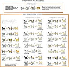 Amber Russet Colour Change Chart Cat Colors Cat Facts Text Cat Facts