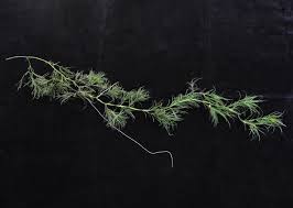 Image result for Najas horrida