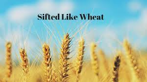 Sifted Like Wheat - YouTube