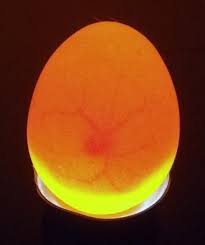 are my chicken eggs fertile good pictures and good