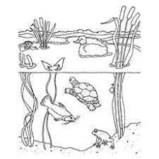 This is a great list! Nature Coloring Pages Freshwater Habitat Coloring Pages Pond Animals Lake Animals