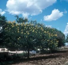 Image result for Senna spectabilis
