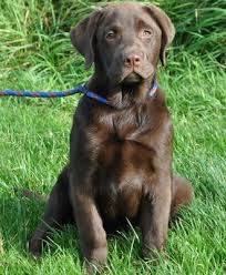 Our breeding program is solely focused on excellence. Chocolate Labrador Puppies Labrador Breeders Uk Llanstinan Labradors