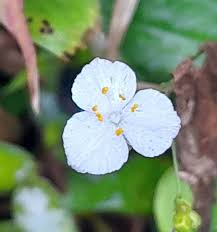 Image result for Gibasis