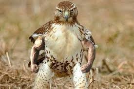 Prepare your eyes, because after viewing the images in this gallery, you may just want to take a long break from the sideshow circus that is the world wide web: Weird But Funny Creations Made While Editing That Actually Make People Laugh Part 7 Khaskhabar Com