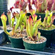 Image result for Helichrysum arenicola