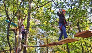 Image result for tree top with zipline