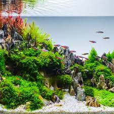 Dengan aquarium mampu menghadirkan nuansa alam kedalam rumah. Ingin Menghias Akuarium Ini 10 Rekomendasi Hiasan Akuarium Unik Yang Ramah Di Kantong
