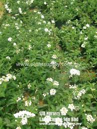 Image result for Lantana nivea