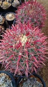 A mammillaria, growing on my balcony in switzerland. Wechakwanerat Wechakwane Wechakwanerat Profile Pinterest