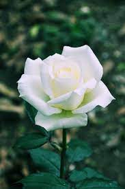 Rosa Blanca En Macro Photo Beautiful Rose Flowers Beautiful Flowers White Roses