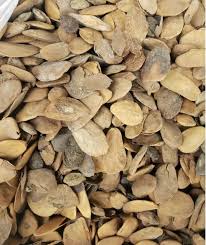 Image result for Hunteria