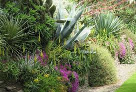 Stunning Border Featuring Beschoneria Yuccoides Agave Americana Aloes Etc The Garden Is In Killiney Tropical Garden Design Garden Design Landscape Design