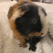 83 Curtidas 3 Comentarios 6 Boars In Nemo And Sixten No Instagram Sixtens Doing The Cha Cha Slide Dance With His T Re T Rex Arms Cha Cha Slide Paw