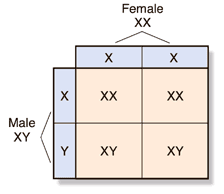 cosbiology 10 03 human inheritance