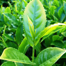 Seeds Of Camellia Sinensis Organic Tea Tea Green Tea Chashu Tea Middle East For Future Infusions Tea Plant Oolong Tea Green Tea Plant