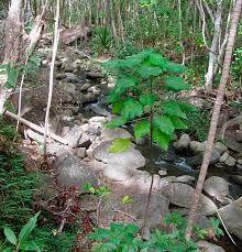 Image result for Macaranga kilimandscharica