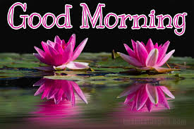Maybe you would like to learn more about one of these? 51 Good Morning Lotus Lily Flower Images Hd 2021 Best Status Pics