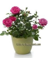 And that's okay with us. 39 Mini Roses Ideas Mini Roses Rose Care Planting Roses