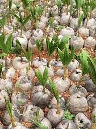 Coconut Seedlings Plants For Small Gardens House Plant Care Plant Care