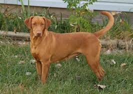 Coloradovizsla Org Images Identify Red Fox Lab