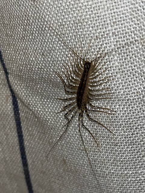 What the hell is this centipede looking thing&hellip; and will it hurt me? :  r/insects