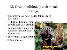 Zat lilin atau spermaceti pada paus sperma dipakai untuk pelumas, lampu minyak dan lilin. Kingdom Animalia Ppt Download