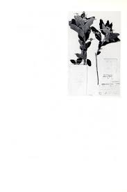 Image result for Melhania virescens